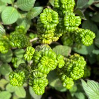 Hedyotis quinquinervia Thwaites